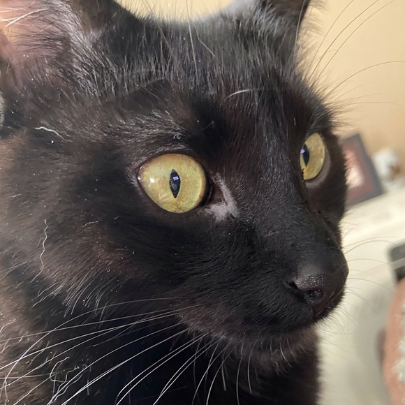 Meet your Posher, Dena - Picture 5 of 15